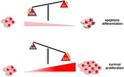 Frontiers | Estrogens And Their Receptors In Prostate Cancer ...